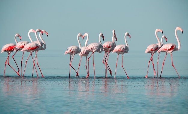 Oiseaux sauvages d'Afrique Groupe d'oiseaux de flamants roses d'Afrique se promenant dans le lagon bleu par une journée ensoleillée