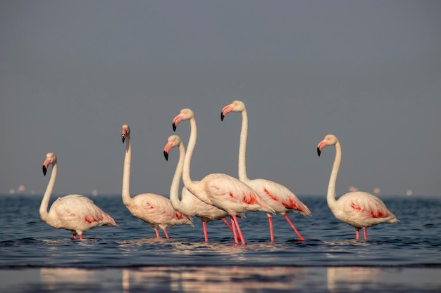 Oiseaux sauvages d'Afrique Groupe d'oiseaux de flamants roses d'Afrique se promenant dans le lagon bleu par une journée ensoleillée