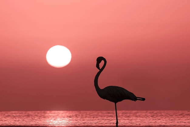 Oiseaux sauvages d'Afrique La silhouette d'un flamant rose solitaire se dresse dans un lagon sur fond de coucher de soleil doré et de soleil éclatant