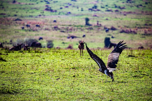 Photo oiseaux sauvages animaux mammifères savane prairies maasai mara réserve nationale de la chasse parc narok