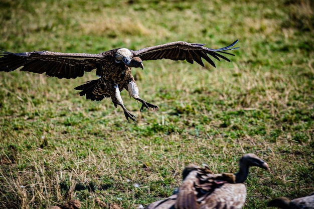 Oiseaux sauvages animaux mammifères Savanne prairies Maasai Mara réserve nationale de la chasse Parc Narok