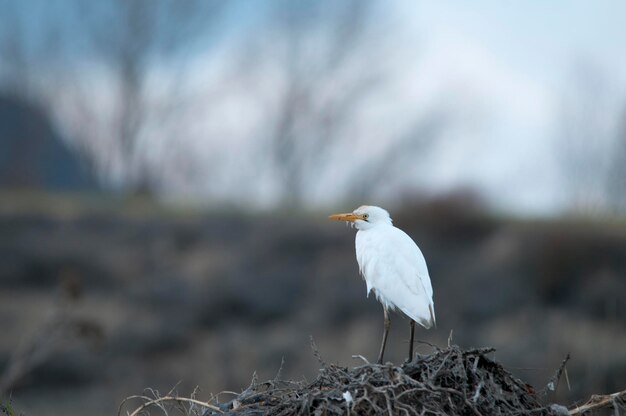 Des oiseaux sauvages au milieu de leur monde naturel et en liberté.