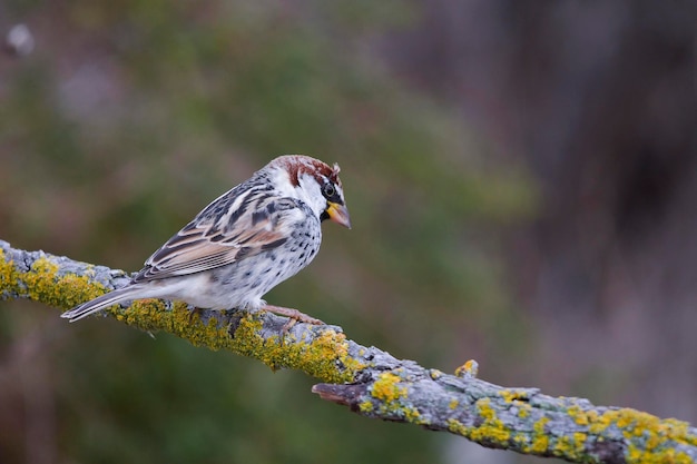 Les oiseaux sauvages dans leur environnement et à l'état sauvage