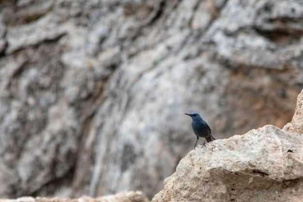 Oiseaux sauvages dans leur milieu naturel oiseaux en liberté