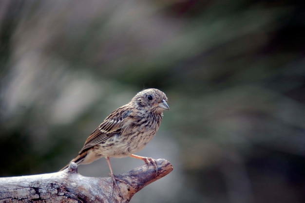 Oiseaux sauvages dans leur milieu naturel oiseaux en liberté