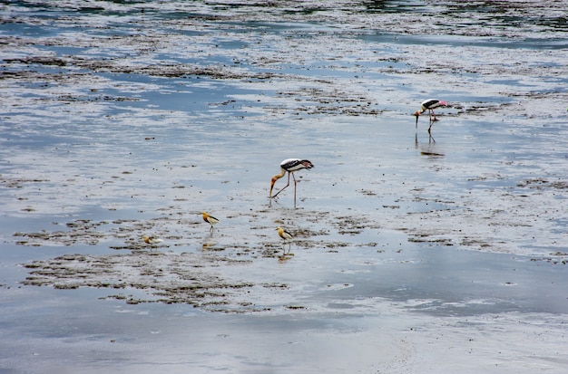 Oiseaux se nourrissant dans la mer à Bang Poo, Samut Prakan.