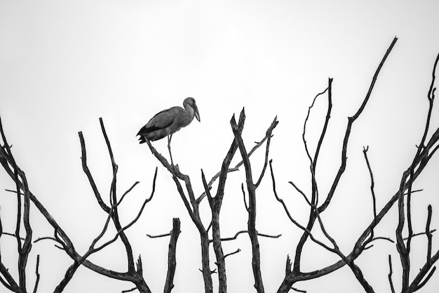 Les oiseaux se sont cachés dans les branches sèches