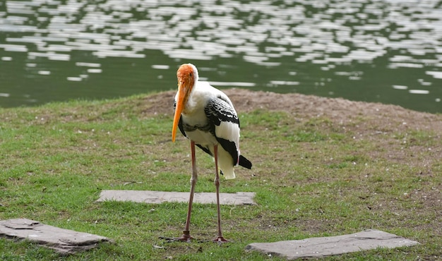 Les oiseaux sont des oiseaux que le zoo a beaucoup