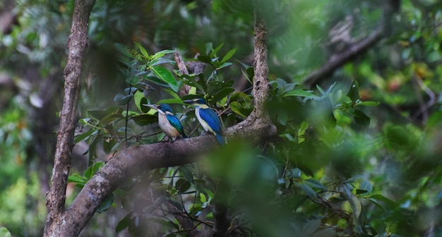 Les oiseaux sont des oiseaux qui vivent dans la forêt dans la nature