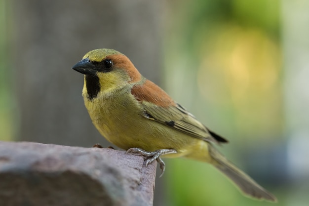 Les oiseaux sont sur les rochers