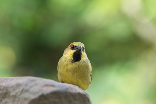 Les oiseaux sont sur les rochers