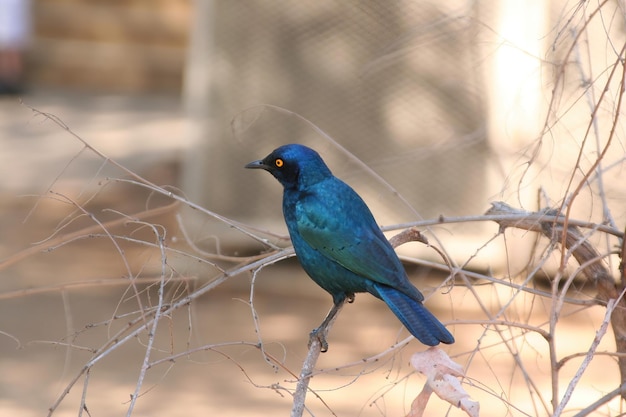 Oiseaux sud-africains dans le parc national kruger