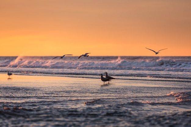 Oiseaux tôt le matin sur le front de mer