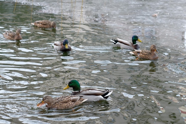 Oiseaux urbains sauvages sur un petit lac glacial