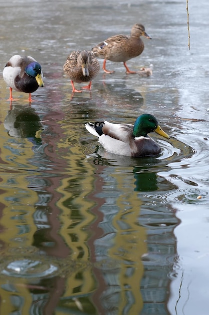 Oiseaux urbains sauvages sur un petit lac glacial