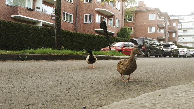 Photo les oiseaux en ville