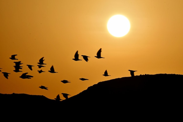 Les oiseaux en vol au lever du soleil au-dessus des dunes du désert