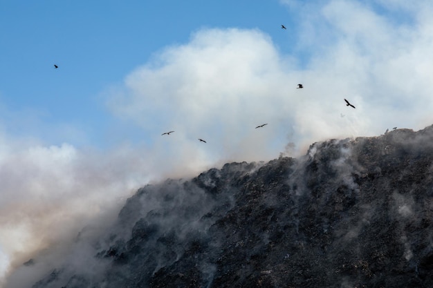 Oiseaux volant au-dessus d'une décharge