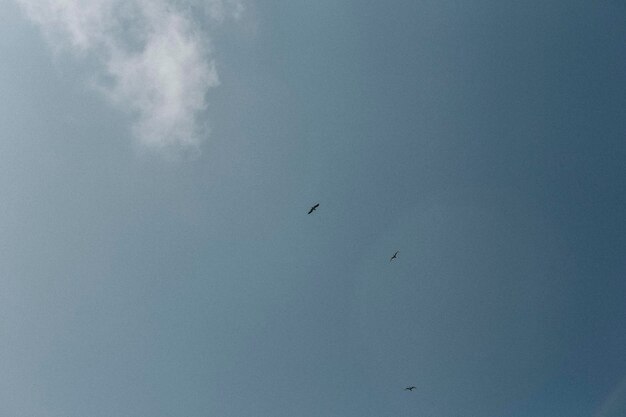 Oiseaux volant au-dessus du fond d'écran de téléphone de ciel bleu