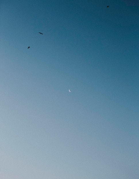 Oiseaux Volant Au-dessus Du Fond D'écran De Téléphone De Ciel Bleu