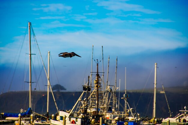 Photo des oiseaux volant au-dessus de l'eau contre le ciel