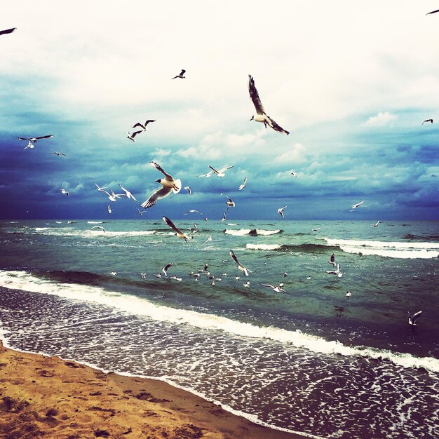 Des oiseaux volant au-dessus de la mer contre le ciel