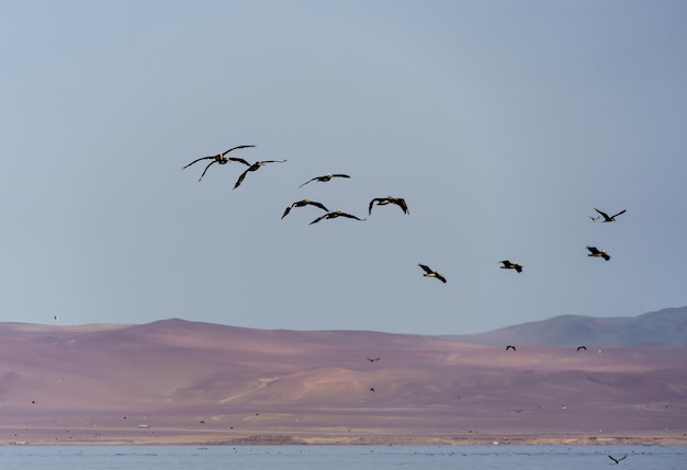 Des oiseaux volant au-dessus de la mer contre le ciel