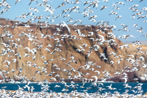 Photo des oiseaux volant au-dessus de la mer