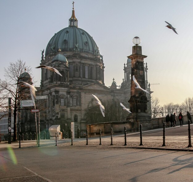 Des oiseaux volant au-dessus de la rue contre la cathédrale de Berlin en ville