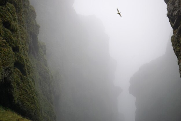 Oiseaux volant dans le brouillard à la gorge de Raudfeldsgja sur la péninsule de Snæfellsnes en Islande