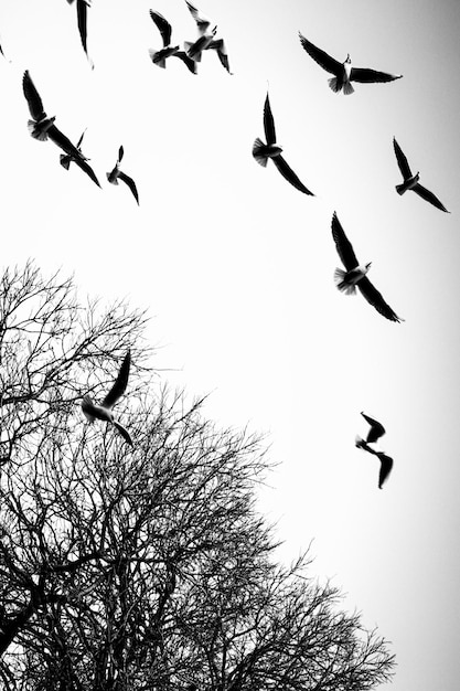 Photo oiseaux volant dans le ciel dont un étant un oiseau