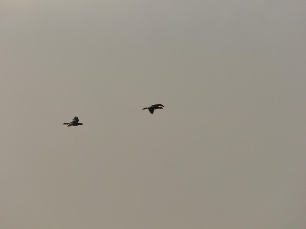 Photo des oiseaux volant sur un fond sombre