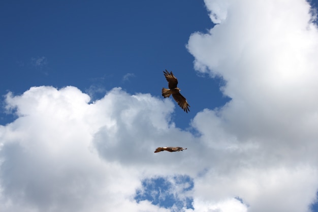 Photo oiseaux volants