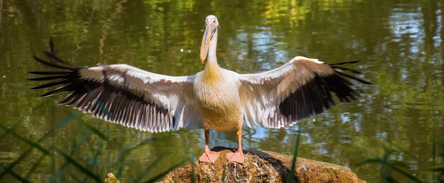 Photo les oiseaux volent au-dessus du lac