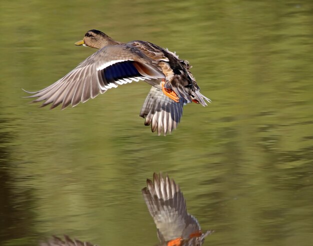 Photo les oiseaux volent au-dessus du lac