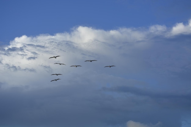 Les oiseaux volent dans le ciel