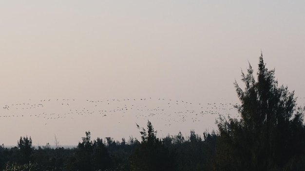 Les oiseaux volent dans le ciel