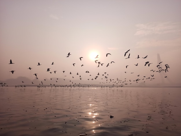 Photo les oiseaux volent sur la rivière pour pêcher