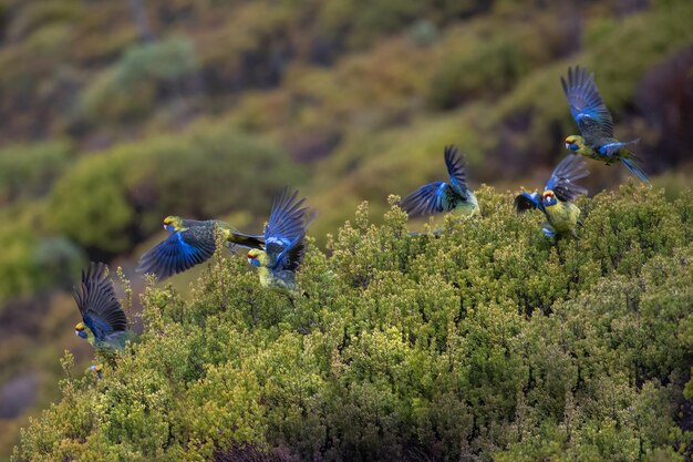 Photo des oiseaux