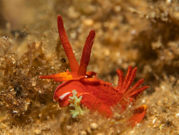 Photo okenia élégants