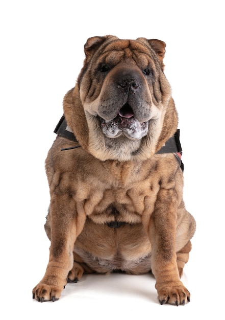 Old Shar-Pei (12 ans) isolé sur une surface blanche