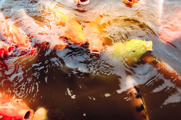 Photo oldfish nager dans la piscine sur fond d'eau orange