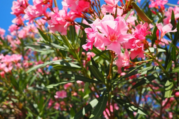 Oleander Nerium oleander Apocynaceae est un arbuste vénéneux Il est couramment utilisé dans les jardins en raison de ses fleurs roses Côte de Herceg Novi Monténégro Mer Adriatique Méditerranée
