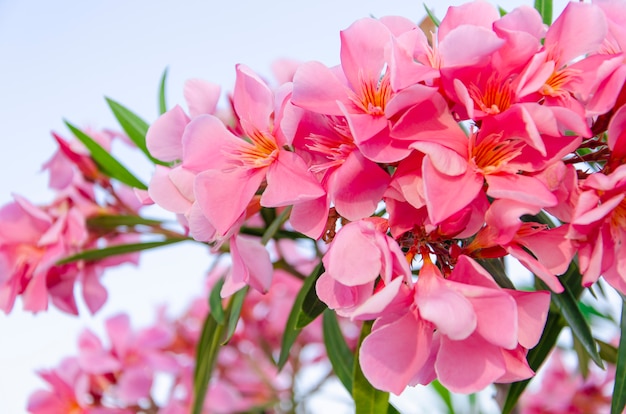 Oleander rose ou nerium en fleurs sur la côte italienne.