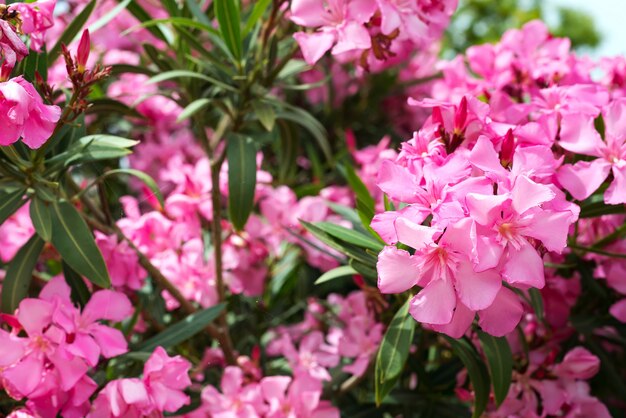 Oléandre rose ou fleur de Nerium en fleurs sur un arbre. Beau floral coloré