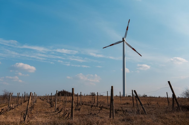 Éolienne dans le champ de vigne agricole Moulin à vent générant de l'énergie verte Fond de ciel bleu
