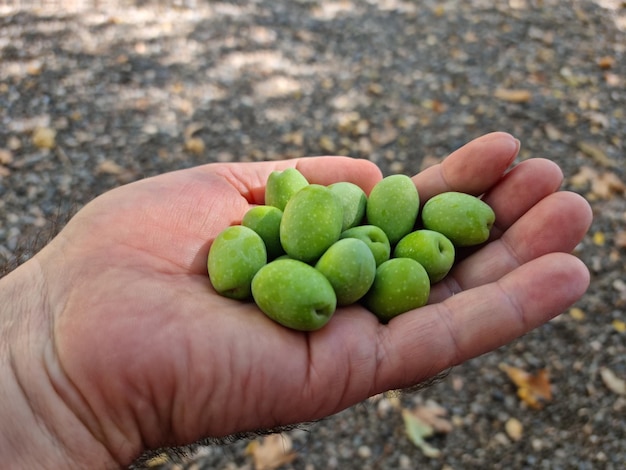 Olive verte fraîche à portée de main dans le jardin