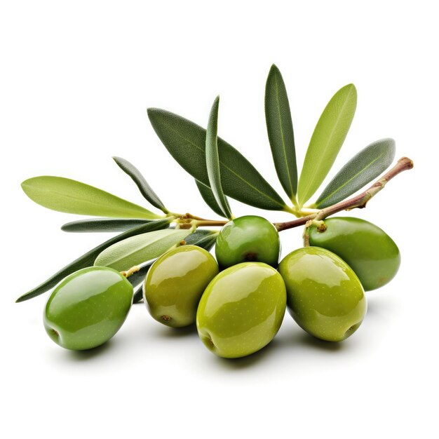 Des olives et des feuilles sur une branche d'arbre