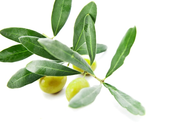 Olives avec feuilles sur branche isolated over white