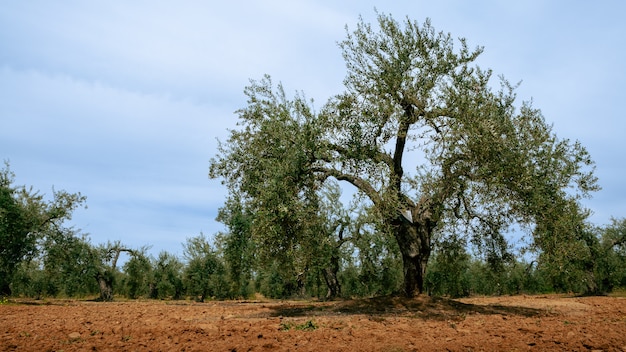 Photo olives fraîches récoltées dans un champ pour la production d'huile d'olive en andalousie au sud du pays d'espagne